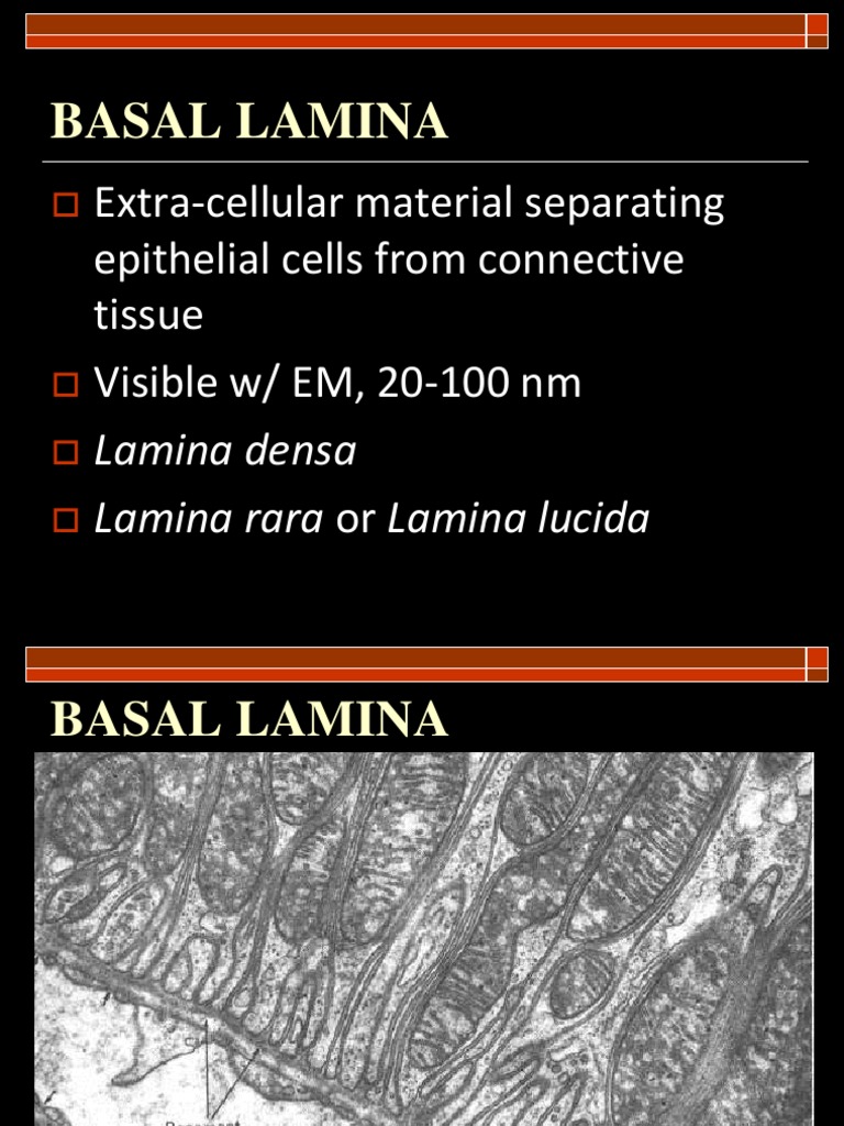 Overview of Basal Lamina Functions | PDF | Epithelium | Cell Membrane