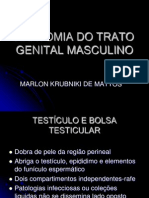 Anatomia Do Trato Genital Masculino Atualizado