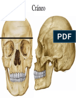 Base Del Craneo