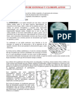 Observacion de Estomas y Cloroplastos