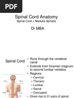 DrMBA Medulla Spinalis