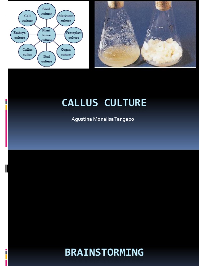 AT2014 Callus Culture | Plant Hormone | Auxin