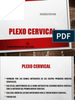 Plexo Cervical