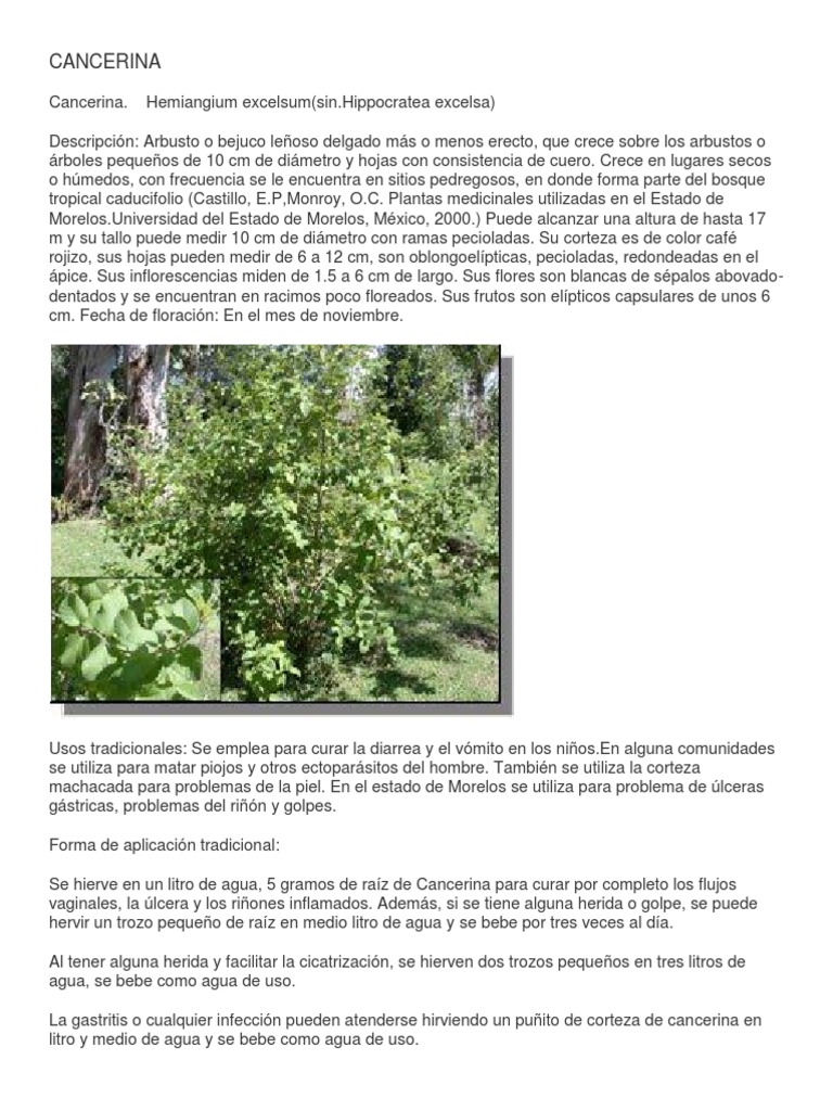 Cancerina Para Que Sirve Y Como Se Prepara Cancerina Botanica Agua