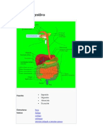Aparato digestivo