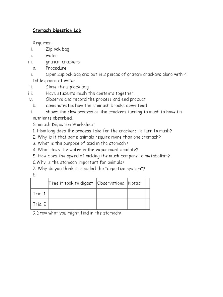 Stomach Digestion Experiment Guide | PDF