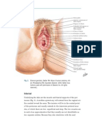 Female External Genitalia Anatomy