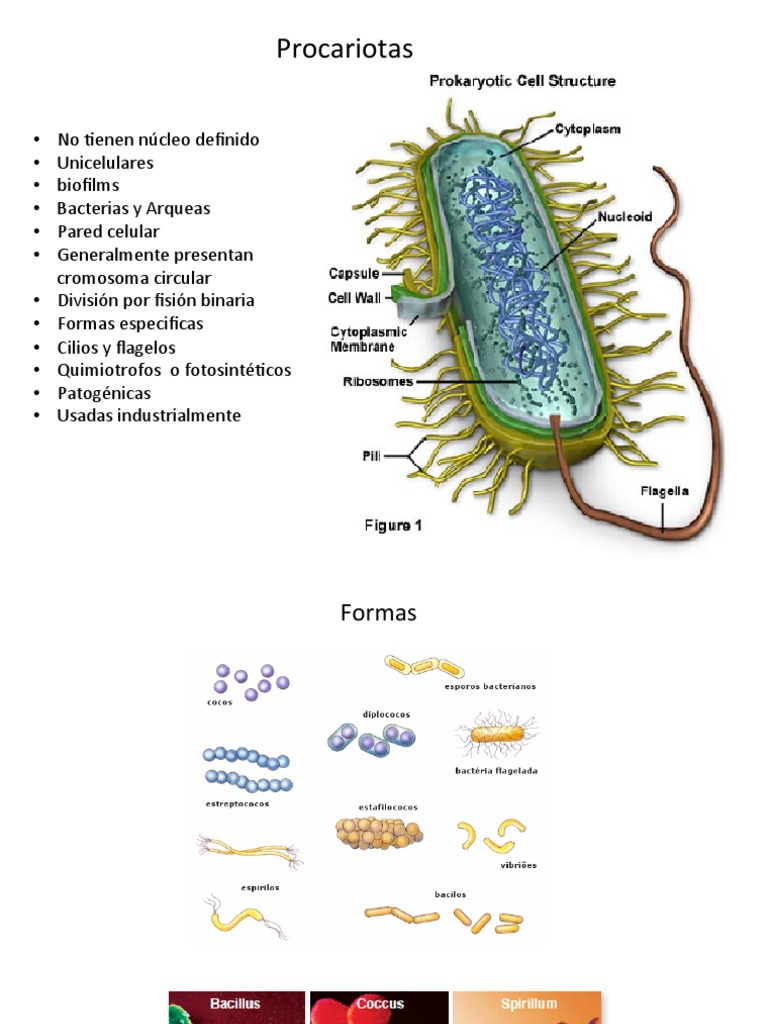 Estructura de Células Procariotas | PDF | Anatomía Celular | Biología ...