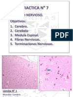 Practica Histologia 7