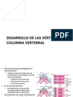 Desarrollo de Las Vértebras y Columna Vertebral
