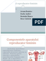 Aparatul Reproducator Feminin