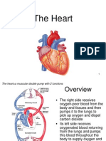 Lecture 18 - The Heart