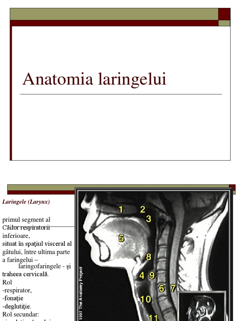 Laringele | PDF
