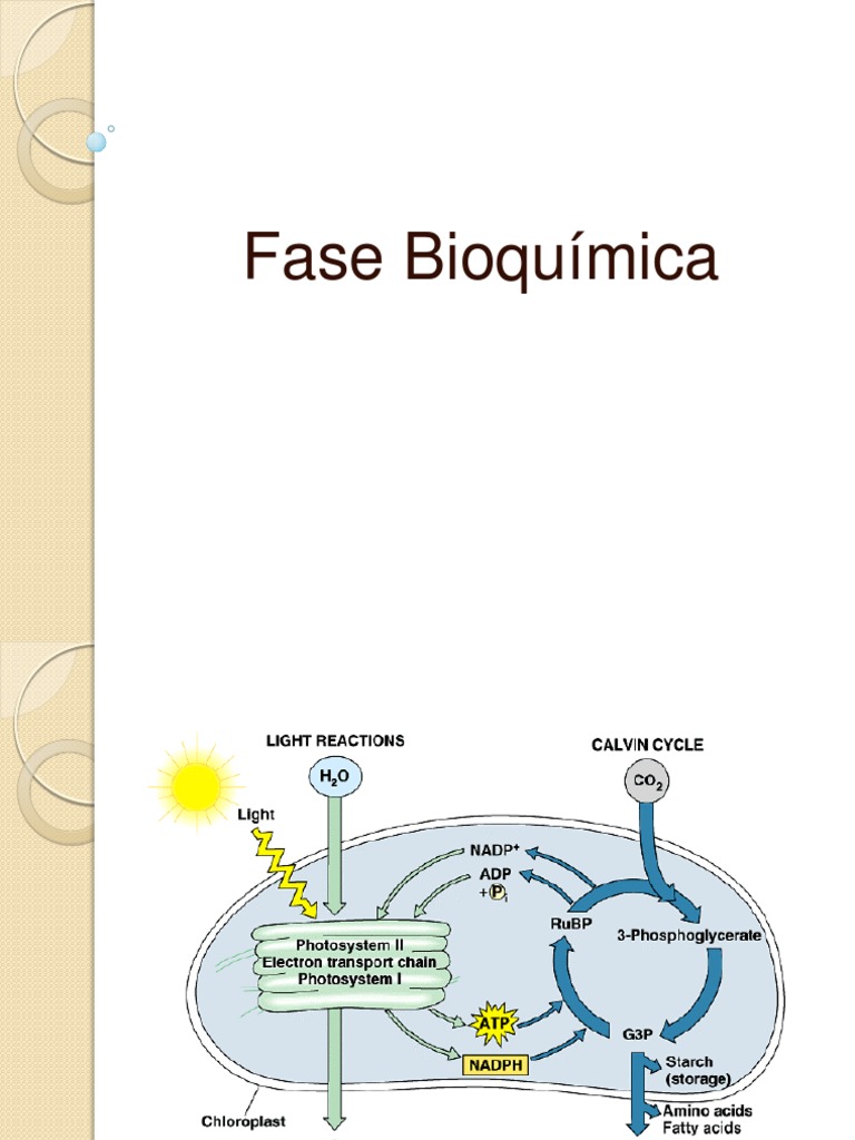 Ciclos C3, C4 e CAM | PDF | Fotossíntese | Dióxido de carbono
