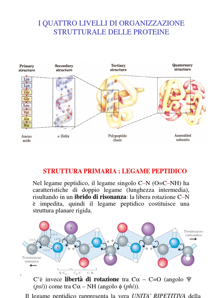 Struttura Delle Proteine