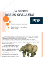 Evolutia Speciei Ursus Spelaeus.