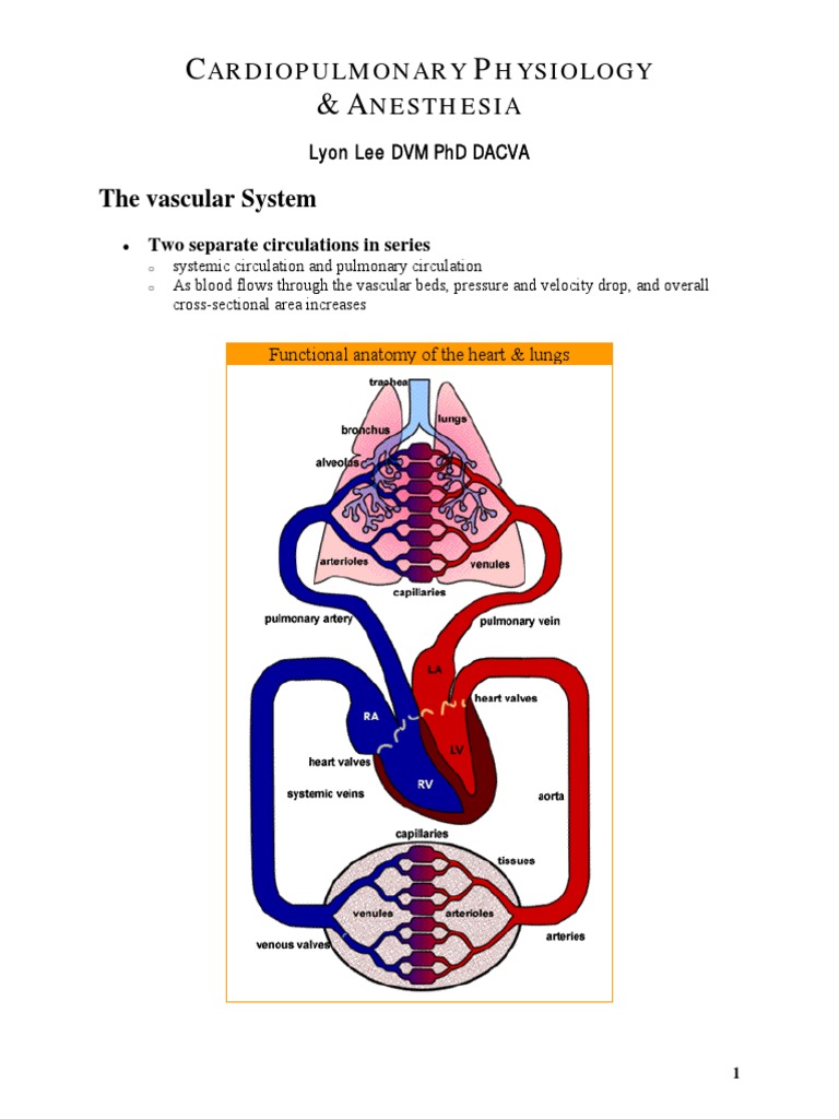 03 Cardiopulmonary Physiology | PDF | Heart Valve | Ventricle (Heart)