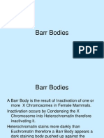 Barr Bodies