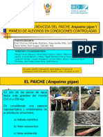 Sexo Del Paiche PDF