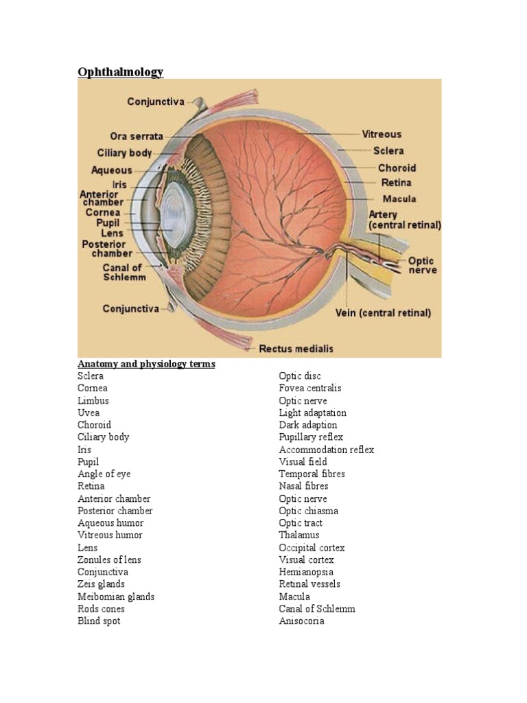 Ophthalmology Human Eye Facial Features