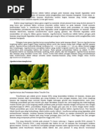 Download Agrobacterium-tumefaciens by Wendy Wiranata SN226916529 doc pdf