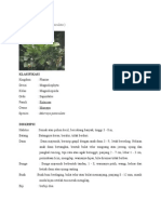 KEMUNING (Murraya Paniculata)