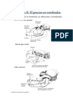 Denticion Vertebrados 1bach