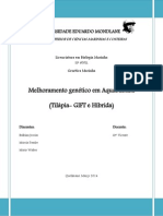 Melhoramento genético em tilápia GIFT e híbrida