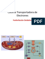 Cadena Transport Ad or A de Electrones