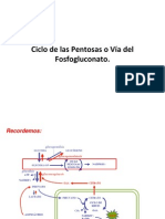 Ciclo de Las Pentosas o Vía Del Fosfogluconato