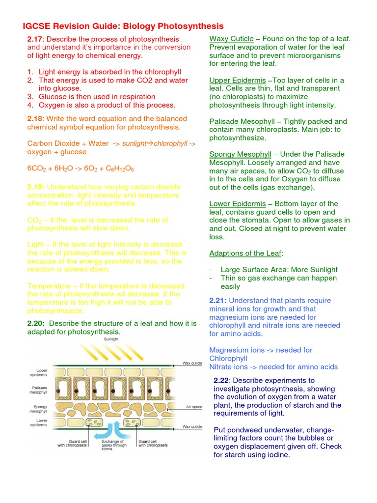 IGCSE Biology: Photosynthesis Guide | PDF | Photosynthesis | Carbon Dioxide