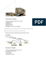 Characteristics of Mammals