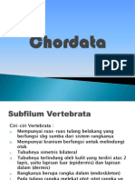 Chordata