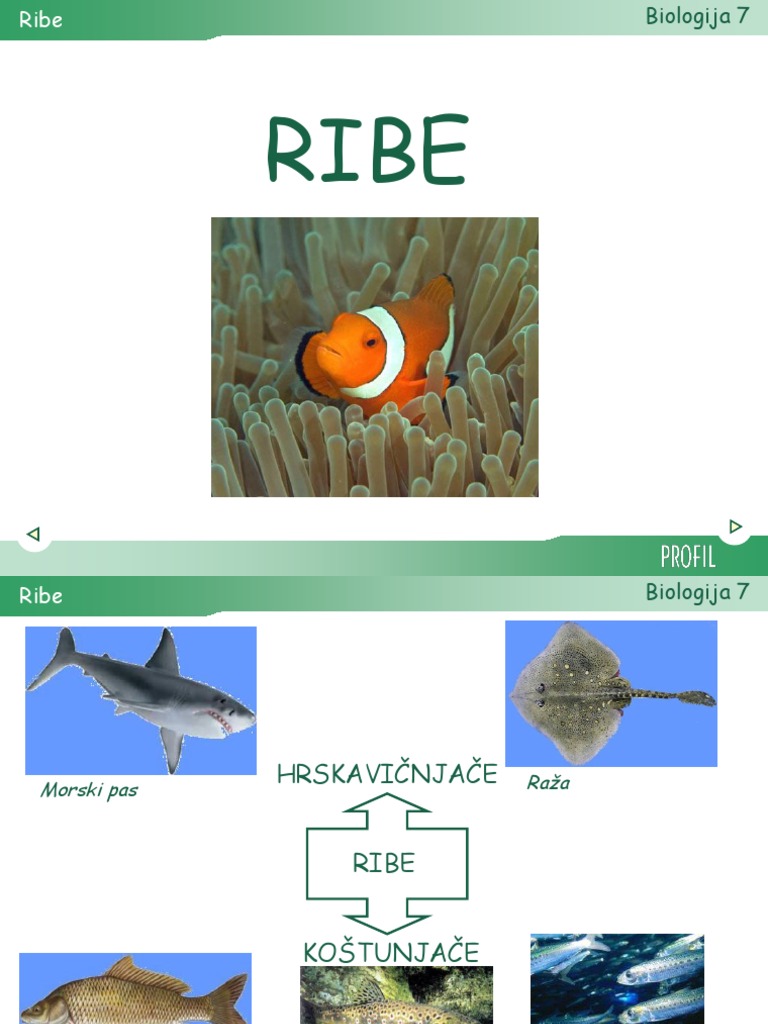 24 Ribe | PDF