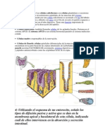 Salmonella Shiguella