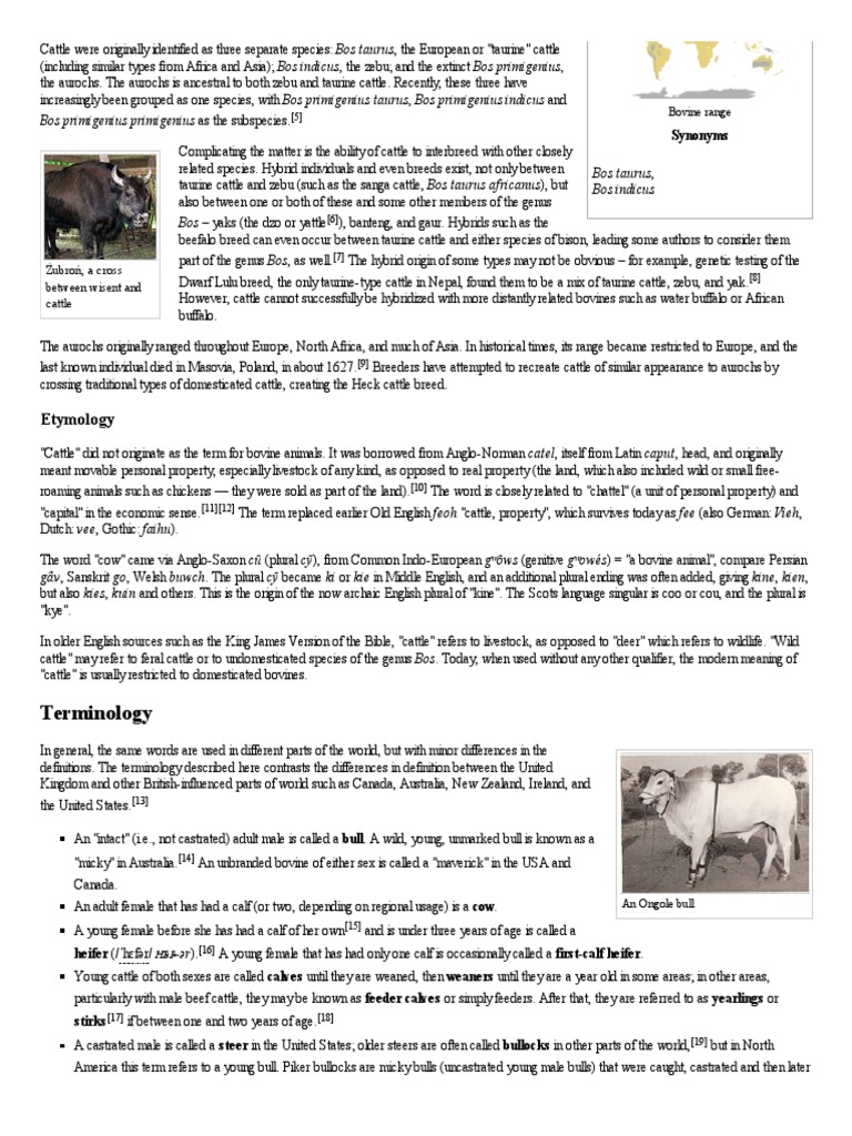 Terminology Etymology PDF Cattle Calf