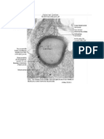 Adrenal Zona Glomerulus