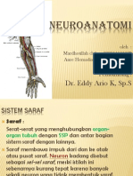 Neuro Anatomi Cimi-Ines