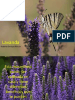 Lavanda_