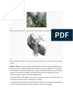 Epifita Plantas