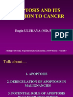 Apoptosis and Its Relation To Cancer