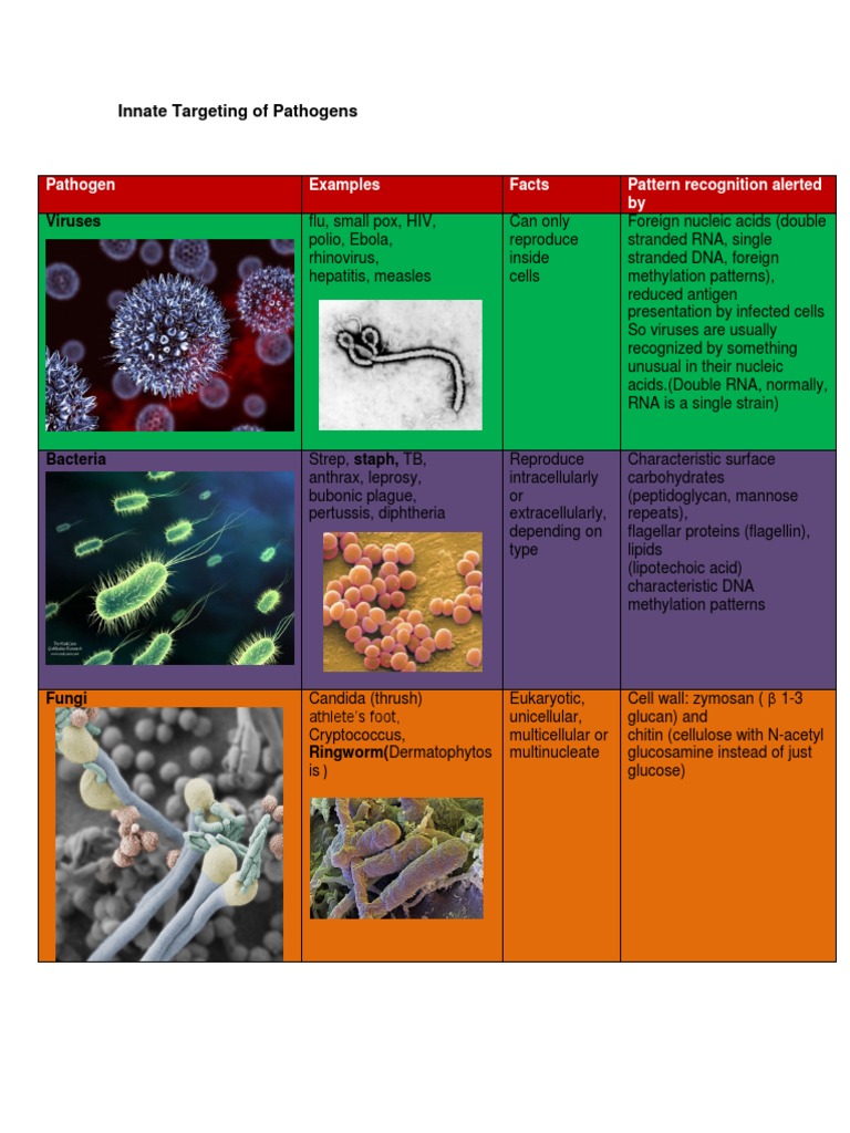 Innate Targeting of Pathogens | PDF | Cell (Biology) | Organisms