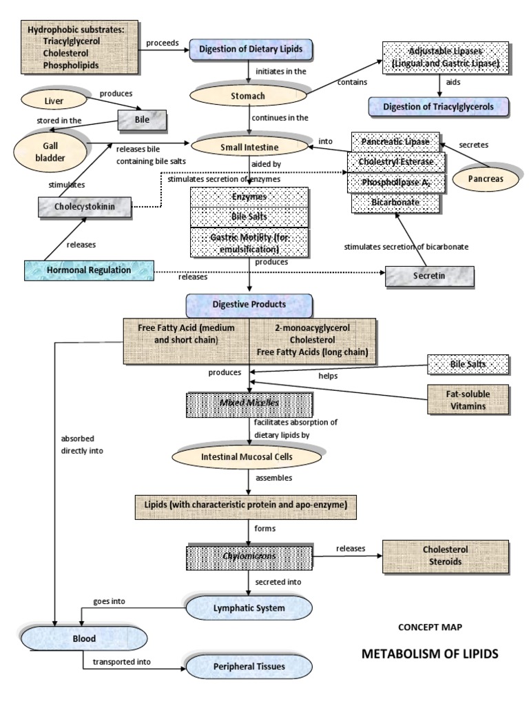 Lipid Metabolism Concept Map | PDF