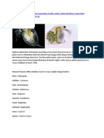 Bacillus Subtilus