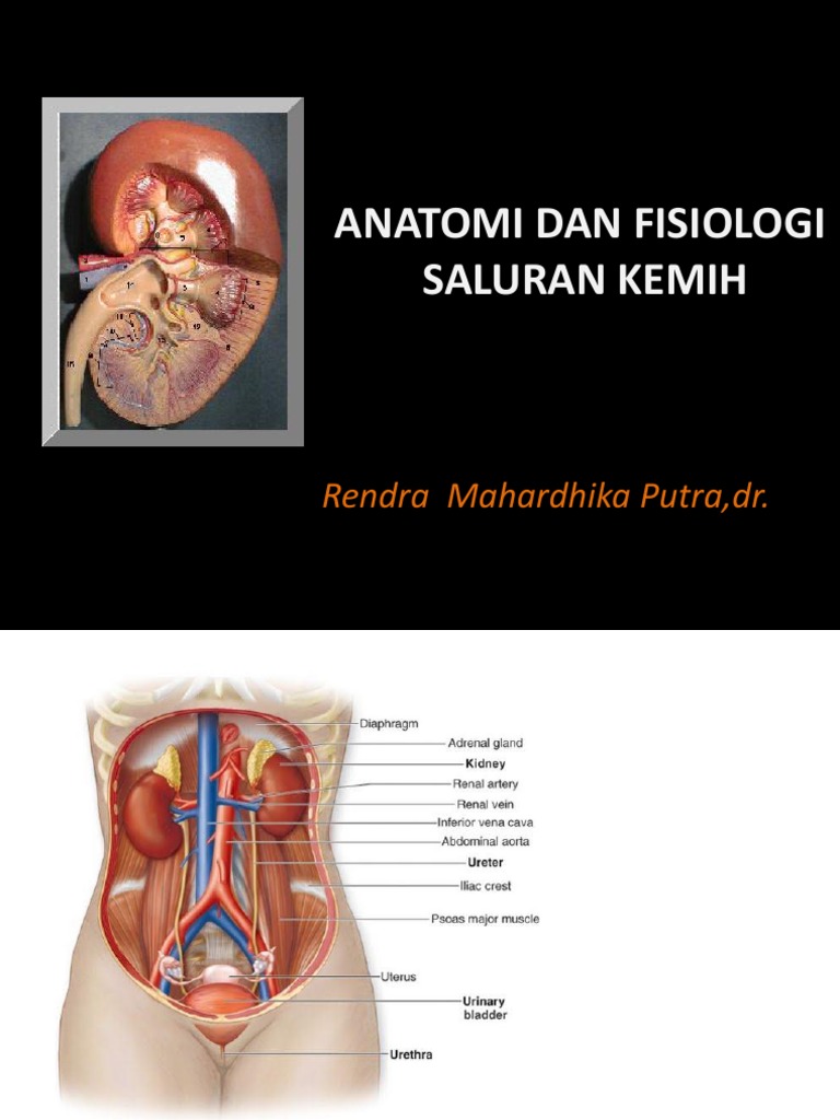 Anatomi dan Fisiologi Saluran Kemih | PDF
