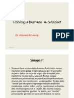 Fiziologjia Humane 4 - Sinapset
