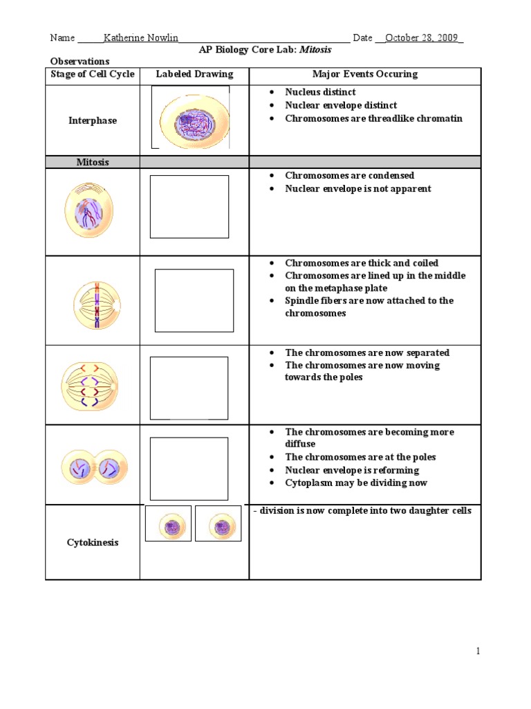 Lab Mitosis Mitosis Cell Cycle