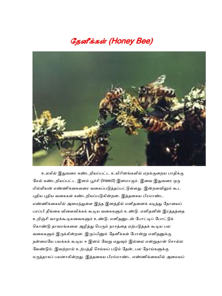 Honey Bee in Tamil PDF