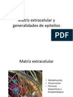 Matriz Extracelular, Epitelios