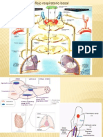 reflejorespiratoriomodificado-120520181841-phpapp02